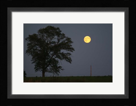 Framed Moonrise Lone Tree Print