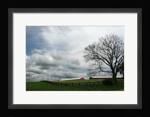 Framed Paddock Tree 8965 Print