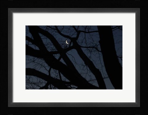 Framed Silhouette Branches Moon Venus Print