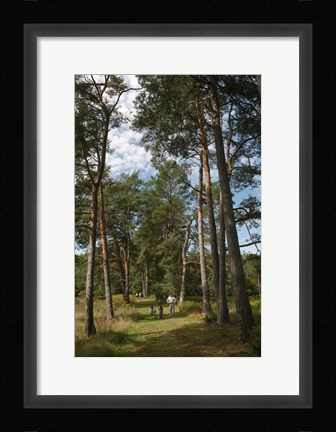 Framed Pine Path Vertical Print