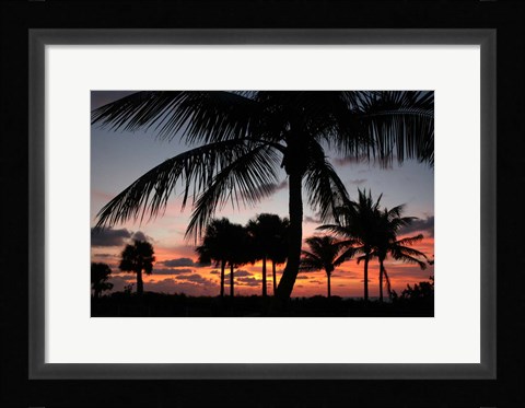 Framed Pre Dawn Tropical Trees Print