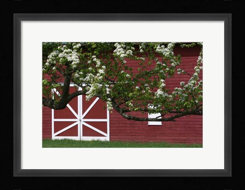 Framed Spring Blossoms Red Barn Print