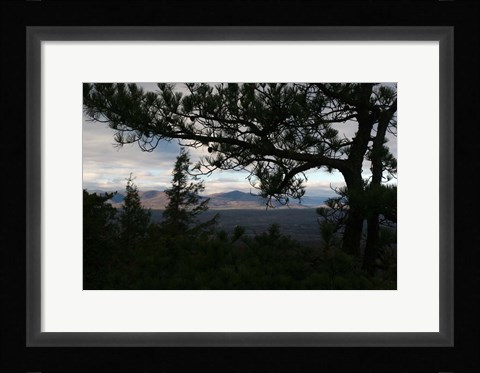 Framed Treeline Pine Print