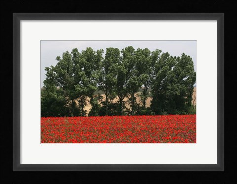 Framed Tuscan Treeline Poppies Print