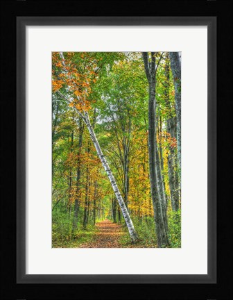 Framed Birch Over The Trail Print