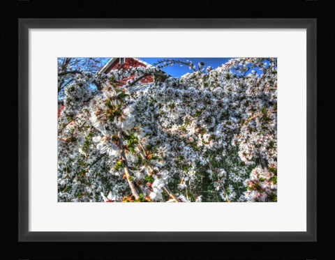Framed Cherry Blossom Barn Print