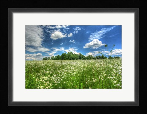 Framed Daisy Sky Print
