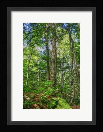 Framed Forest Vertical Print