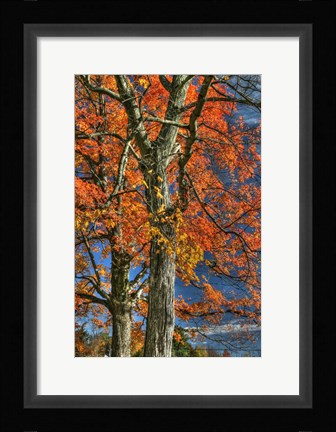 Framed Grandparent Trees Print