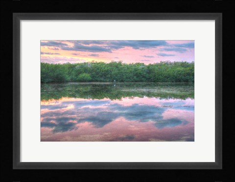 Framed Heron And Mangroves Print