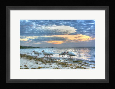 Framed Ibis At Sunrise Print