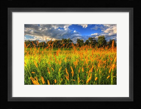 Framed Late Summer Grass Print