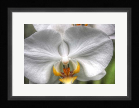 Framed Orchid Detail Print