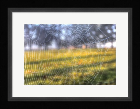 Framed Paddock Web Print