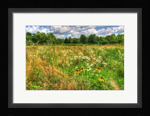 Framed Painted Daisy Meadow Print