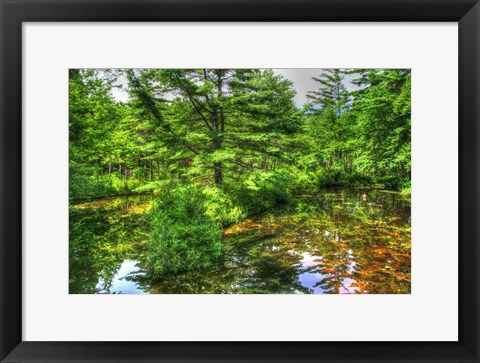 Framed Pine Pond Reflection Print