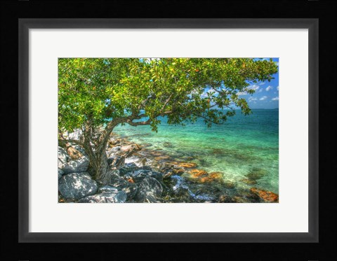 Framed Rocky Shore Tree Print