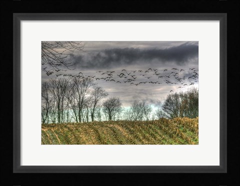 Framed Autumn Grey Sky And Geese Print