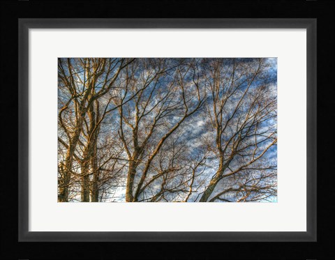 Framed Bare Branches 1 Print