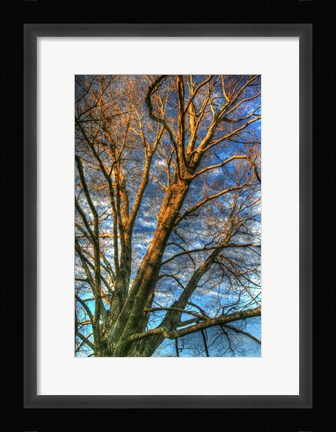 Framed Bare Branches Vertical Print