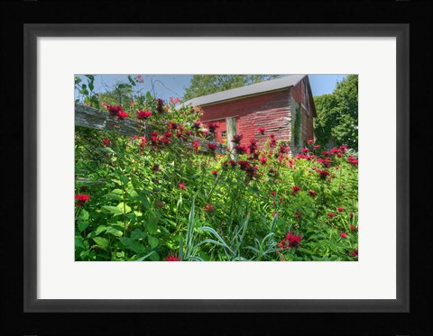 Framed Barn And Minarda 1 Print