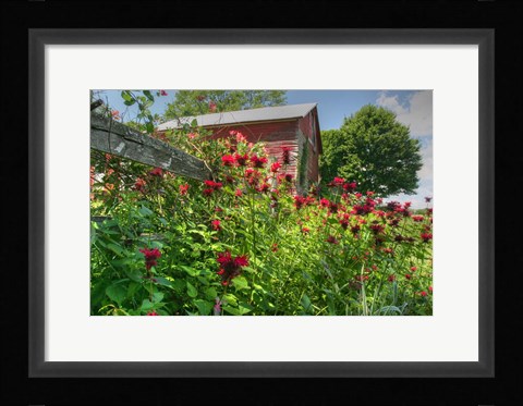 Framed Barn And Minarda 2 Print