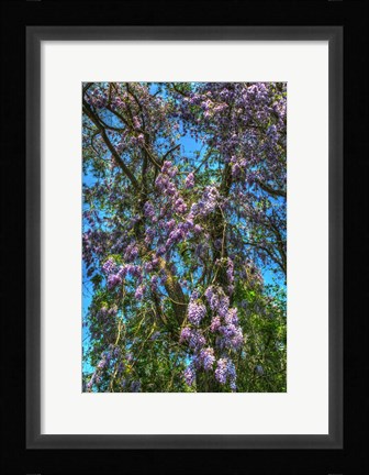 Framed Delaware Wisteria Print