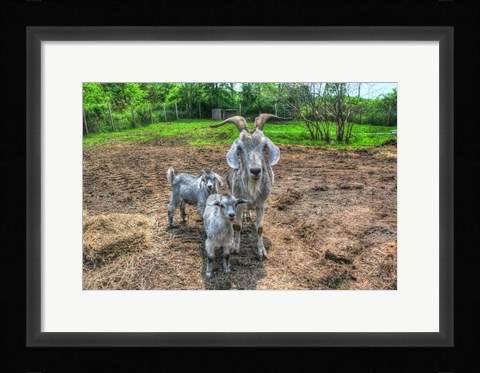 Framed Goats Print