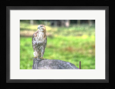 Framed Hawk And Fence Print