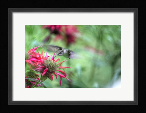 Framed Hummingbird 1 Print