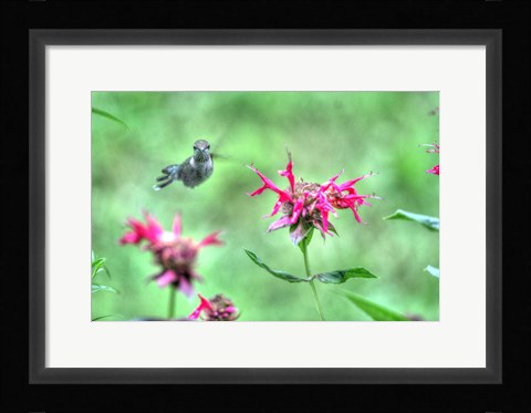 Framed Hummingbird 3 Print