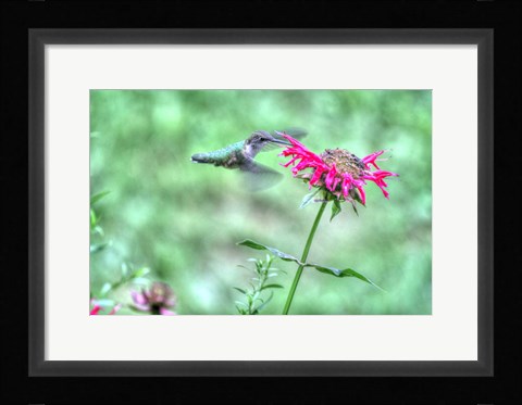 Framed Hummingbird 4 Print