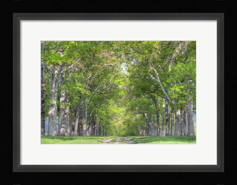 Framed Mohonk IV Print