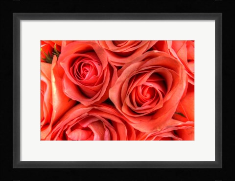 Framed Roses in a Bunch Print