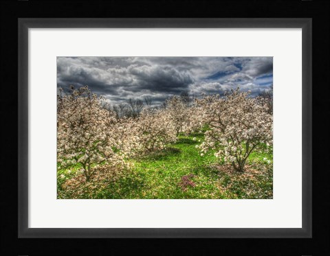 Framed Spring Orchard Print