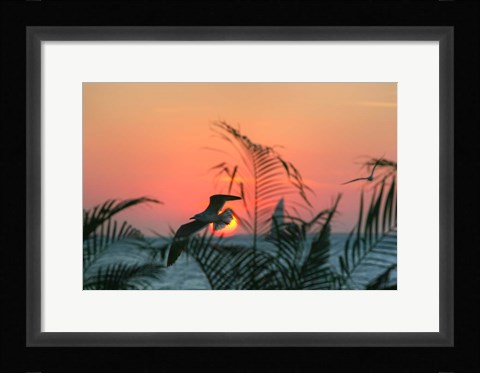 Framed Sunset Gull and Fronds Print