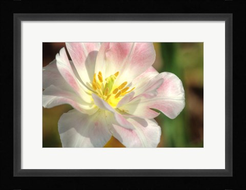 Framed Tulip Pink CU Print