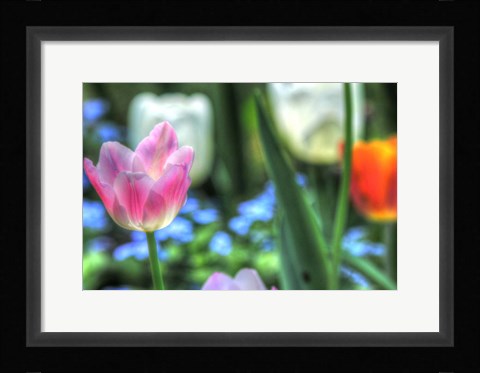 Framed Tulips Four Print