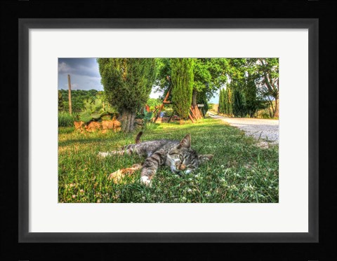 Framed Tuscan Sleepy Cat Print