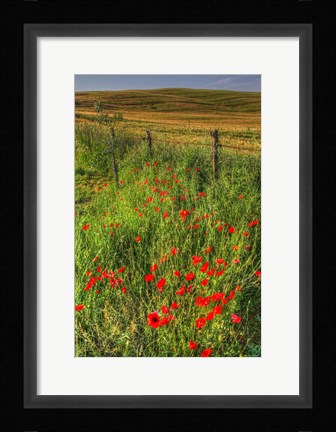 Framed Tuscan Vertical Poppies and Fence Print