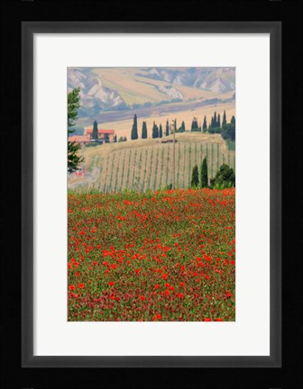 Framed Tuscan Vertical Poppies Print