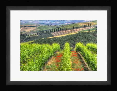 Framed Tuscan Wine Rows Print