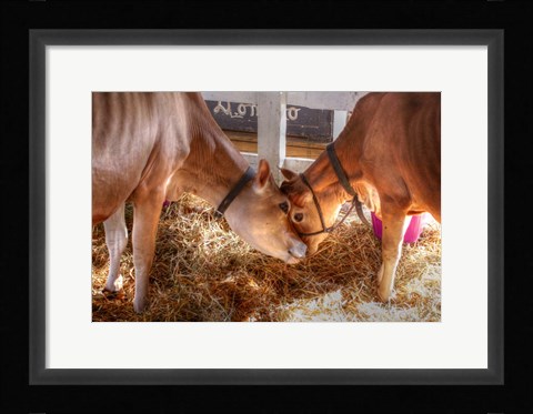 Framed Two Calves Print