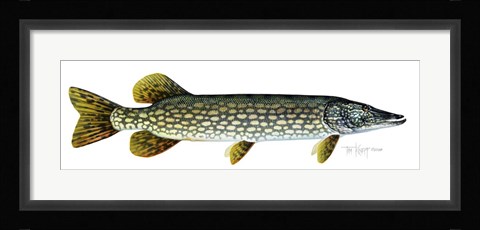 Framed Northern Pike Print