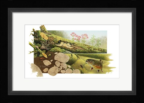 Framed Trout Stream Print