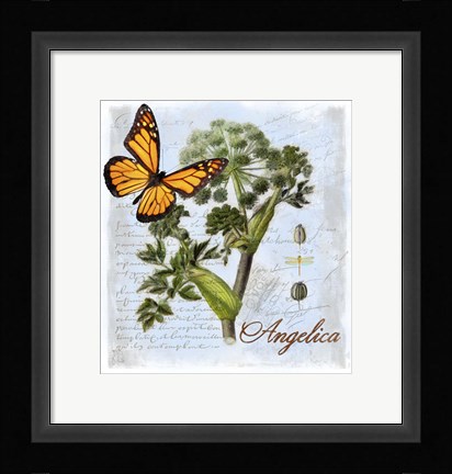 Framed Angelica Herb Print