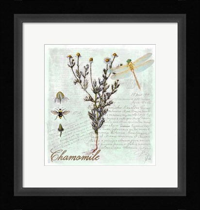 Framed Chamomile Herb Print