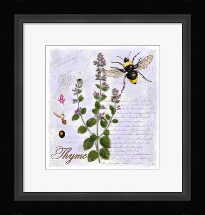 Framed Thyme Herb Print