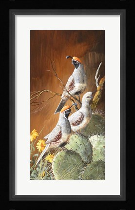 Framed Gambels Gathered Print