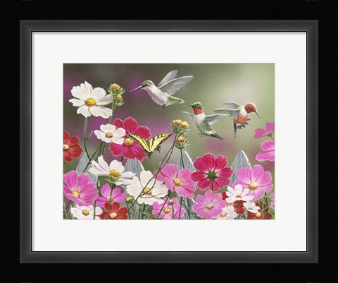 Framed Cosmos and Hummingbirds Print